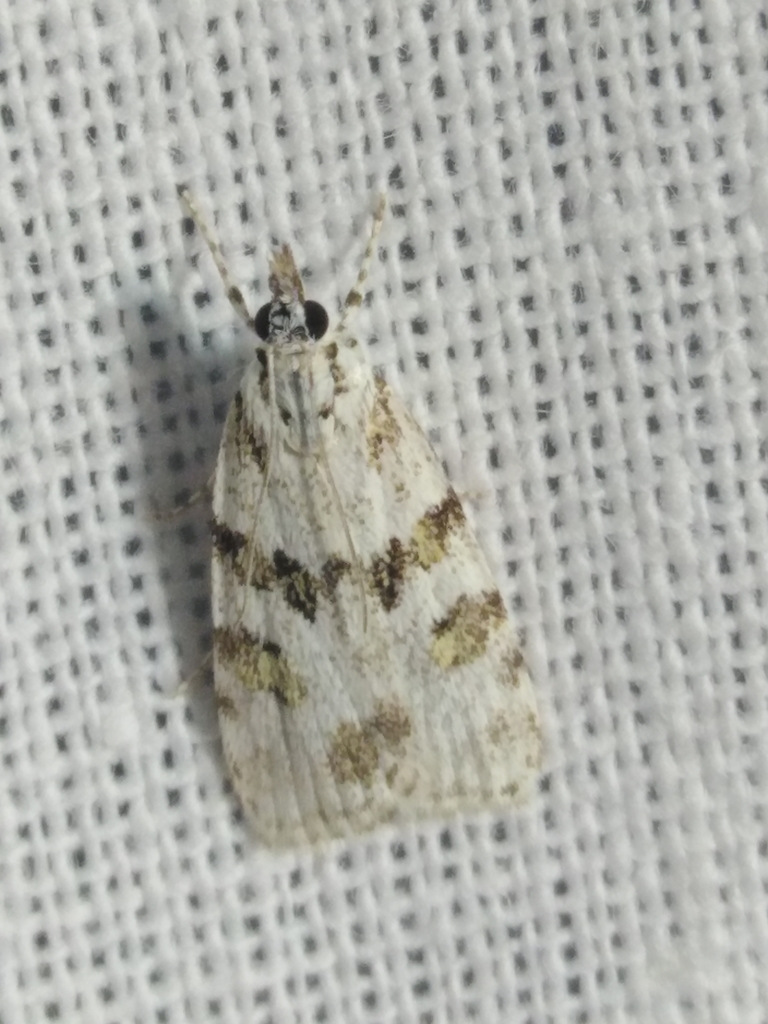 Scoparia ingratella