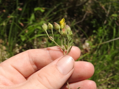 Crocanthemum bicknellii