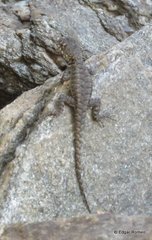 Tropidurus etheridgei