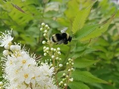 Bombus mckayi