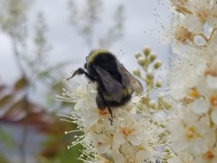 Bombus mckayi