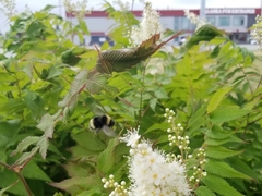 Bombus mckayi