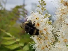 Bombus mckayi