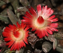 Ruschia dichroa