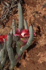 Ruschia dichroa