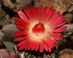 Ruschia dichroa