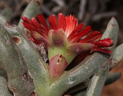 Ruschia dichroa
