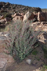 Indigofera salteri