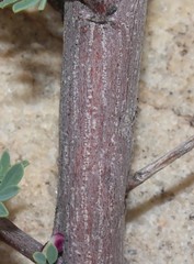 Indigofera salteri