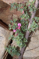 Indigofera salteri