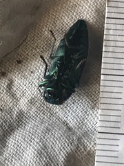 Buprestis gibbsii