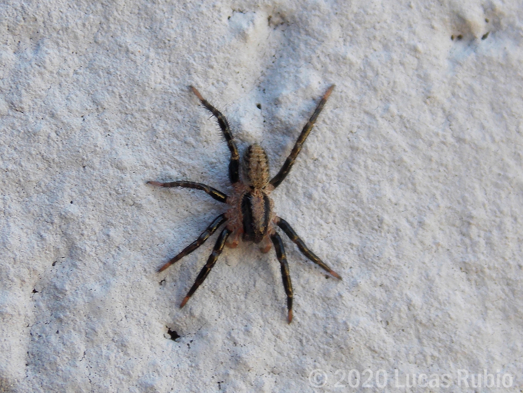 Birabenia vittata