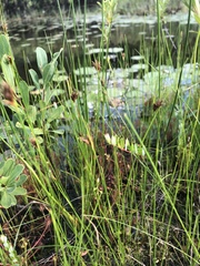 Rhynchospora capitellata