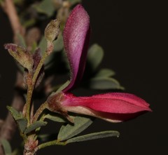 Indigofera salteri