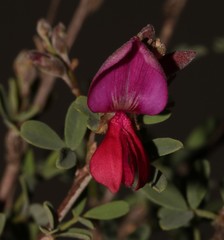 Indigofera salteri