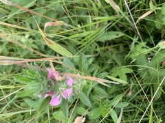 Ononis spinosa hircina