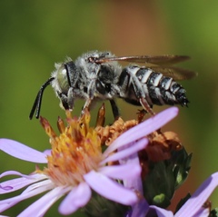 Boreocoelioxys