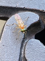 Ptecticus trivittatus