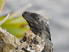Ctenosaura oedirhina