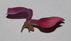 Indigofera salteri