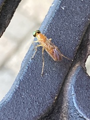 Ptecticus trivittatus