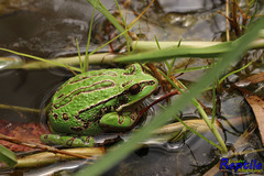 Gastrotheca pseustes