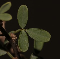 Indigofera salteri