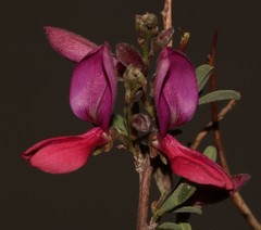 Indigofera salteri