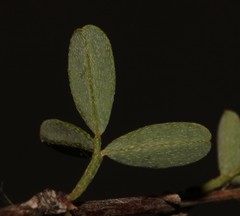 Indigofera salteri