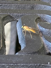 Ptecticus trivittatus