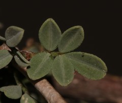 Indigofera salteri