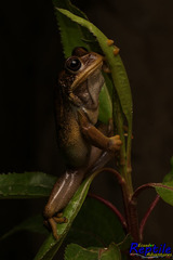 Gastrotheca cuencana