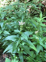 Stachys latidens
