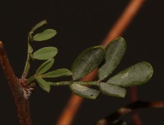 Indigofera salteri