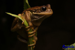 Gastrotheca cuencana