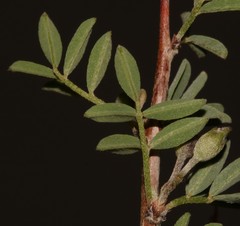 Indigofera salteri