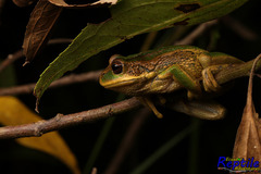 Gastrotheca cuencana