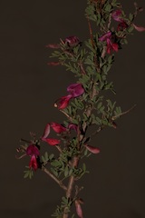 Indigofera salteri