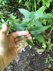 Stachys latidens