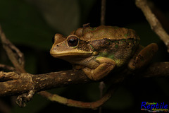 Gastrotheca cuencana