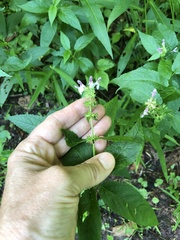 Stachys latidens