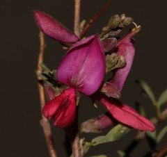 Indigofera salteri