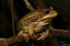 Gastrotheca cuencana