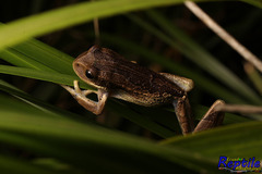 Gastrotheca cuencana