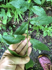 Stachys latidens