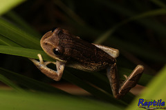 Gastrotheca cuencana