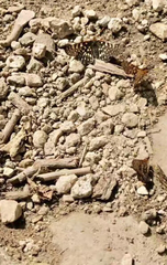 Euphydryas chalcedona