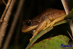 Gastrotheca cuencana