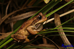 Gastrotheca cuencana