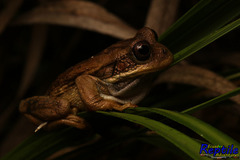 Gastrotheca cuencana